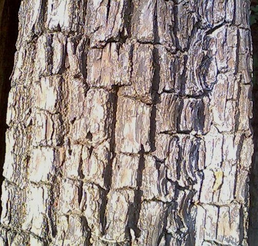 अर्जुन (Terminalia arjuna)