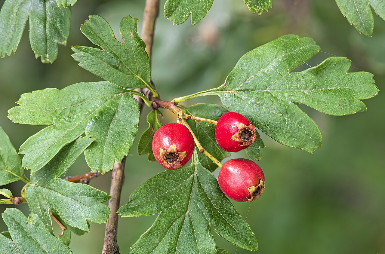 हॉथोर्न अर्क (Crataegus)