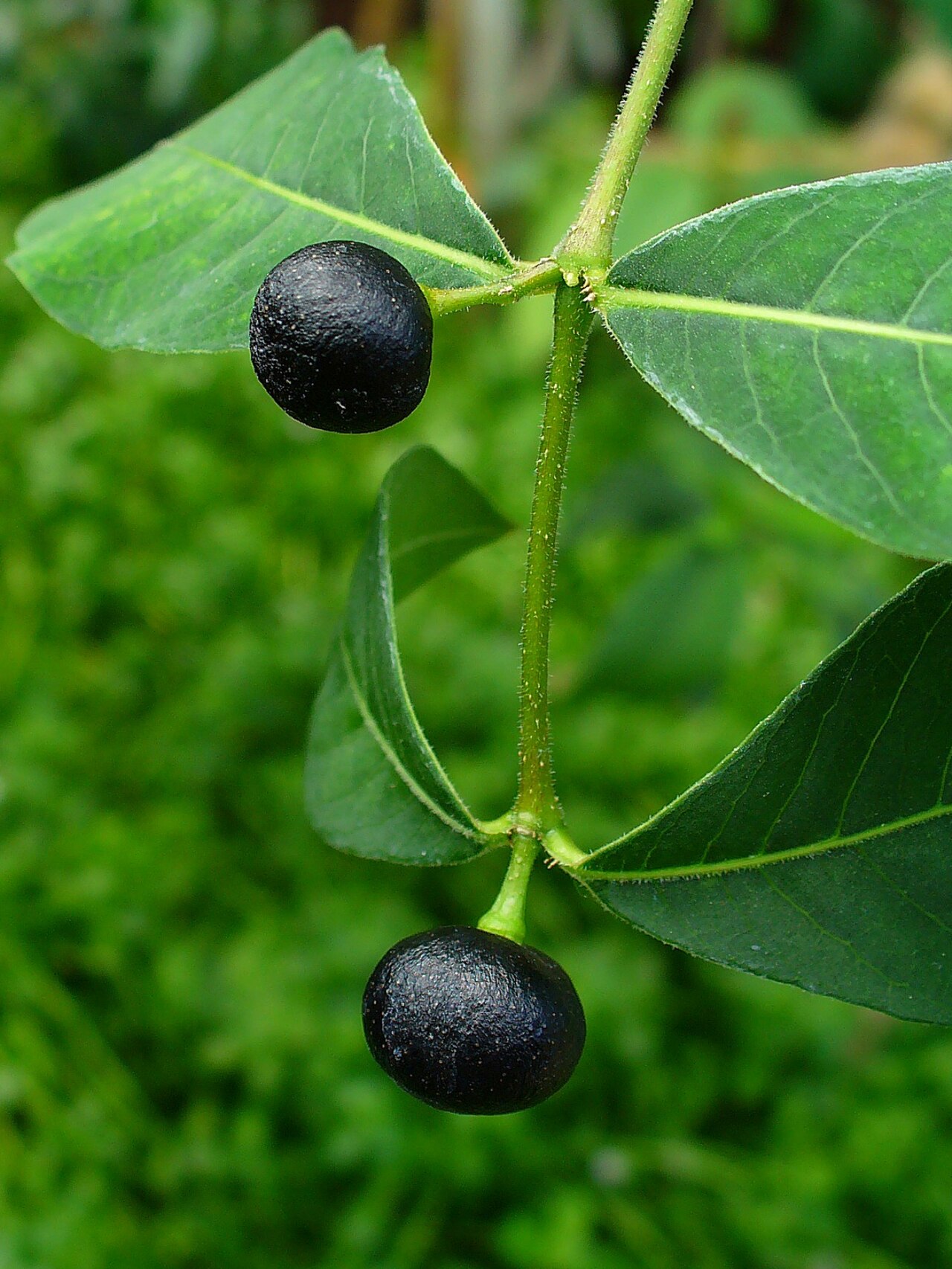 सर्पगंधा (Rauwolfia serpentina)
